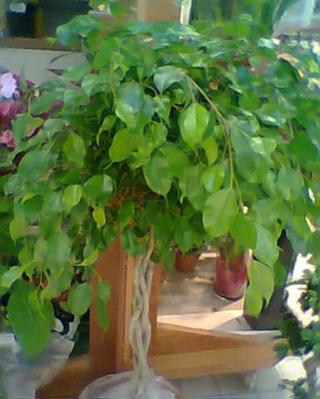 Le Ficus