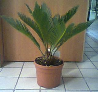 Le cycas