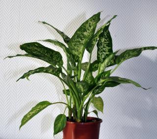 Le dieffenbachia