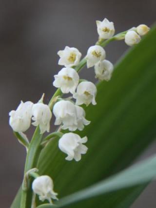 Le muguet