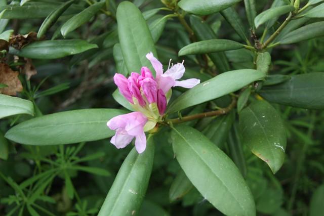 Le rhododendron