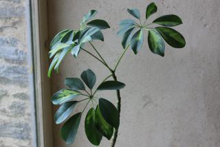 Le schefflera