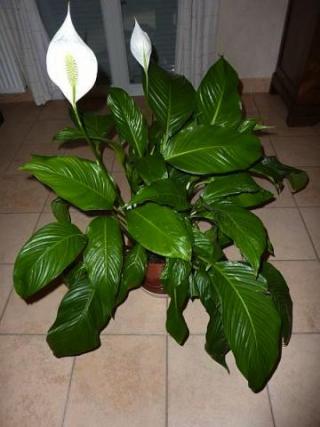 Le spathiphyllum