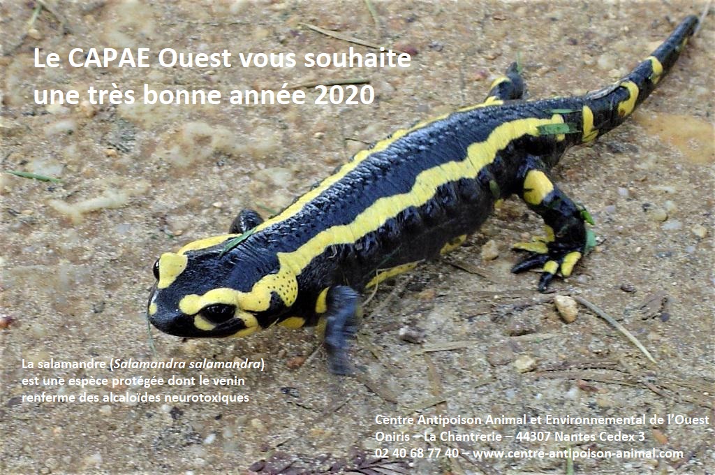 Centre Antipoison animal Capae Ouest
